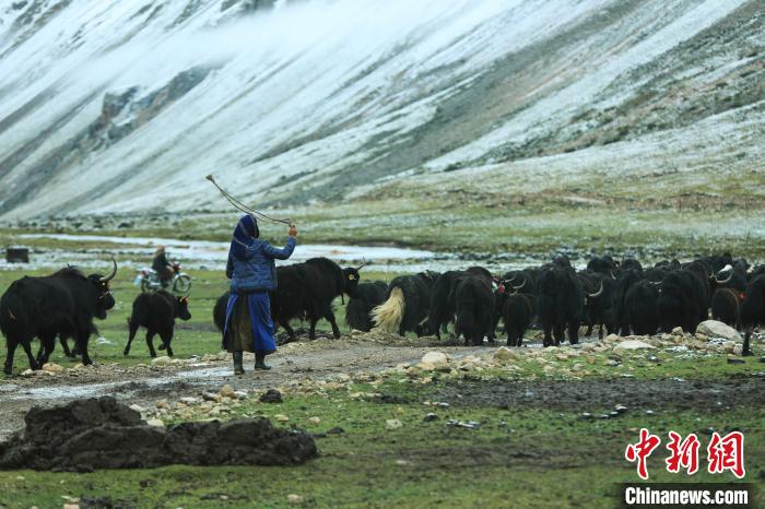 圖為牧民在趕牦牛。　洛克 攝