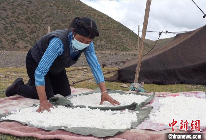 圖為牧民正在制作奶渣?！∪湛t文聯(lián)供圖