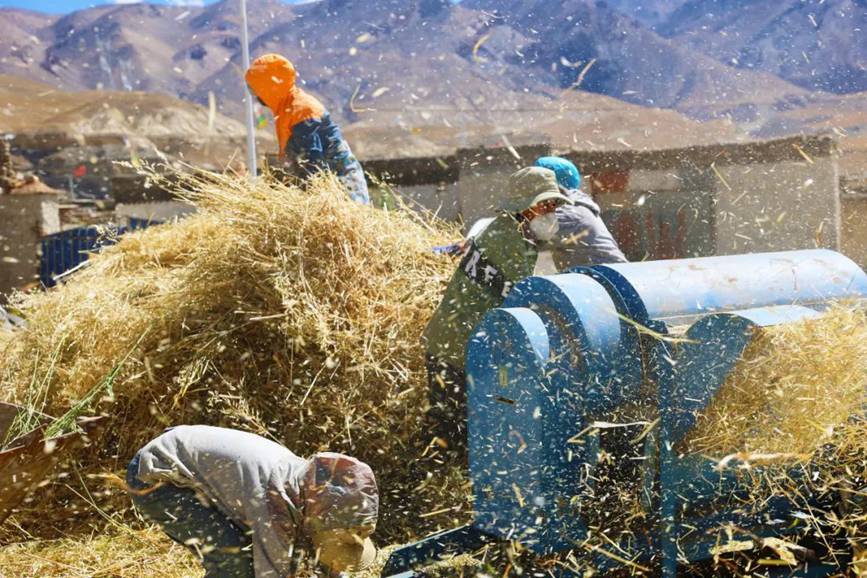 西藏吉?。簬愠两襟w驗(yàn)秋收打場