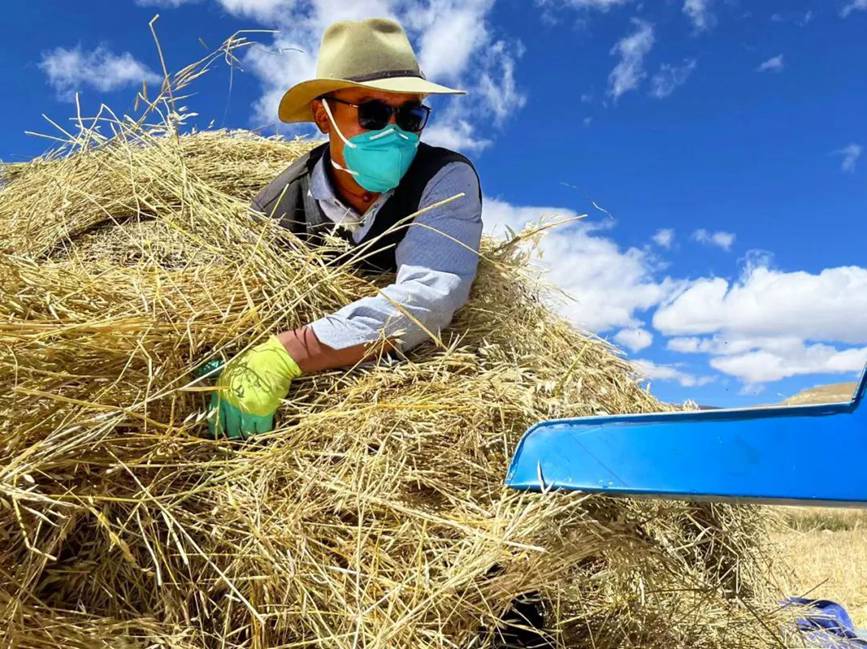 西藏吉?。簬愠两襟w驗(yàn)秋收打場【3】