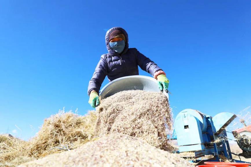 西藏吉?。簬愠两襟w驗(yàn)秋收打場【8】