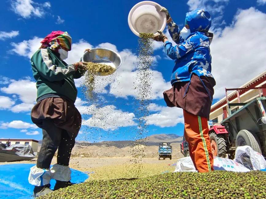 西藏吉?。簬愠两襟w驗(yàn)秋收打場【10】