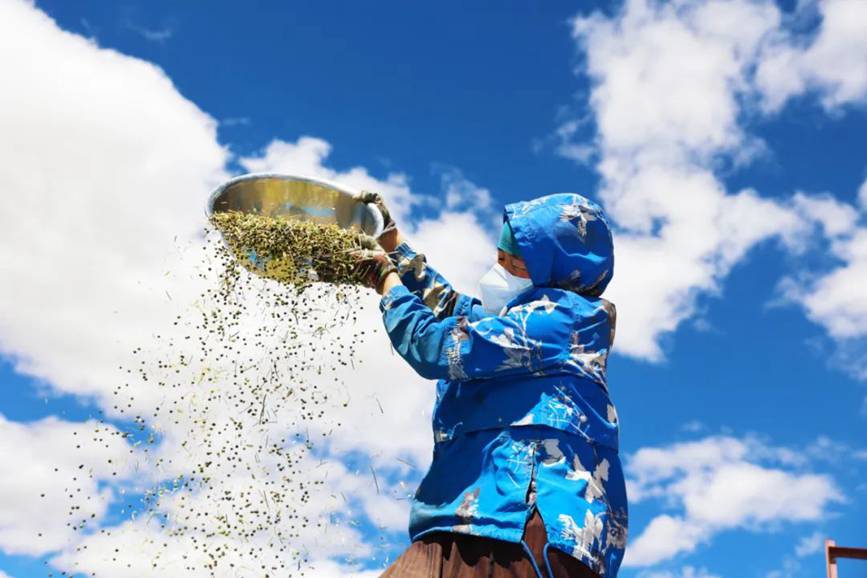 西藏吉?。簬愠两襟w驗(yàn)秋收打場【12】