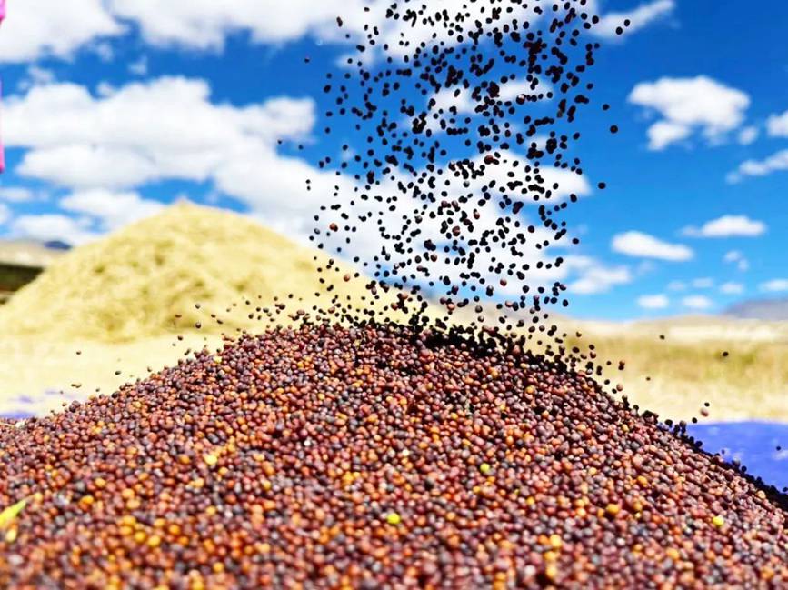 西藏吉?。簬愠两襟w驗(yàn)秋收打場【13】