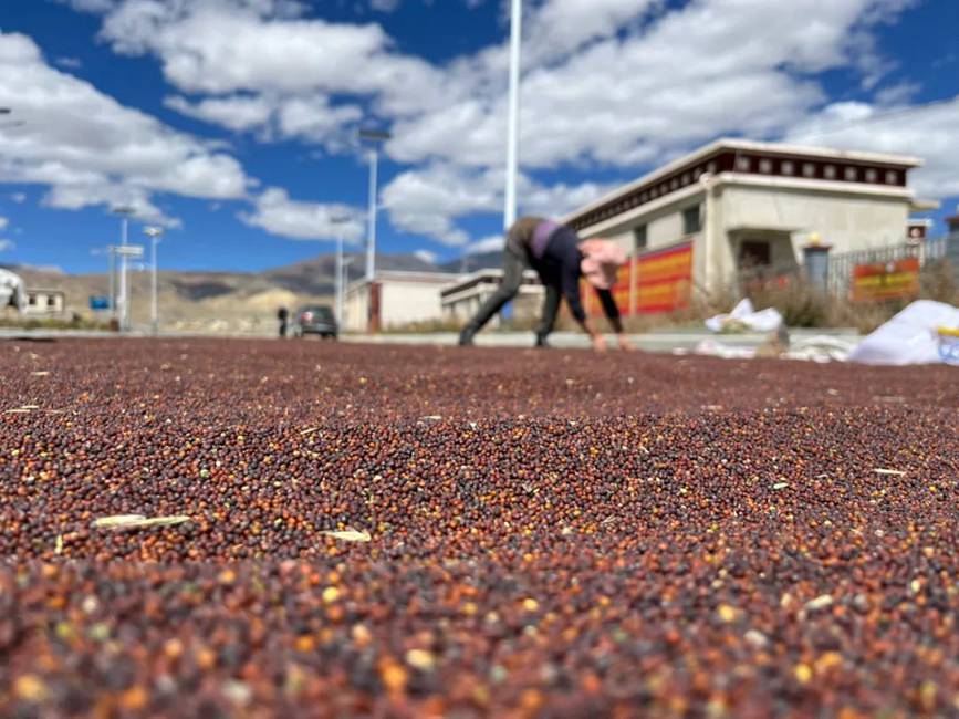 西藏吉?。簬愠两襟w驗(yàn)秋收打場【15】