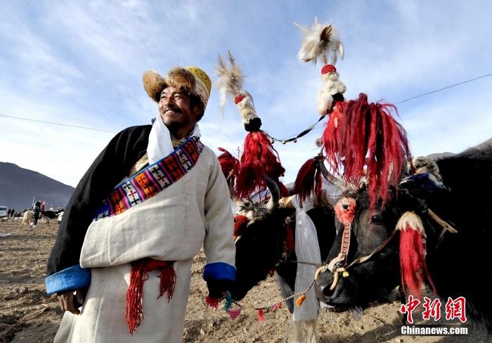 資料圖為2013年3月16日，拉薩市堆龍德慶區(qū)德慶村的農(nóng)民牽著牦牛參加春耕儀式，按照傳統(tǒng)方式由牦牛開第一犁。 <a target='_blank' href='/'><p  align=
