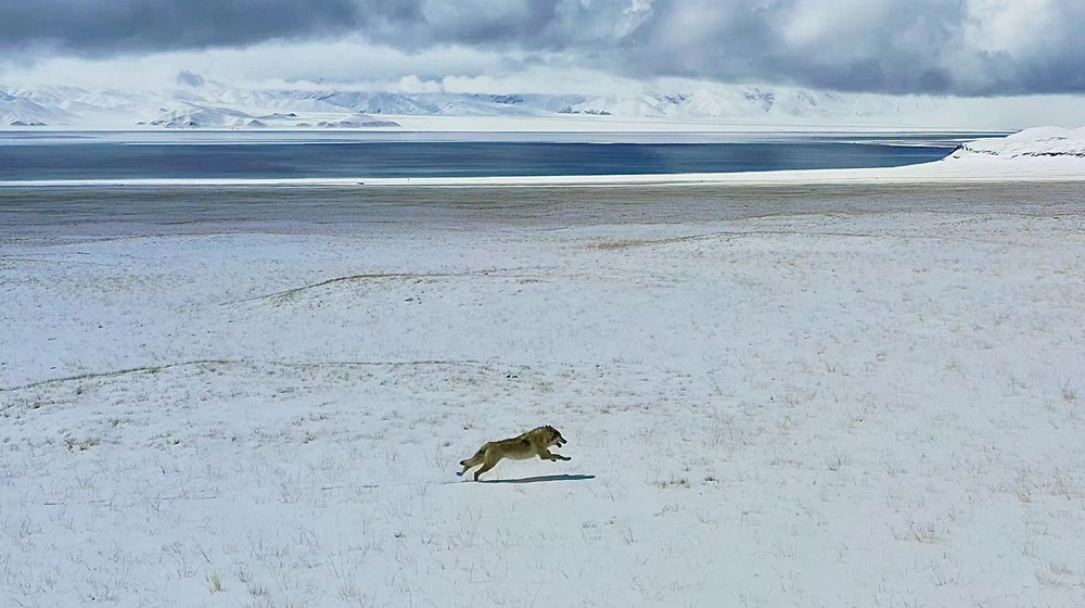 雪地里疾馳的阿里“狼”。