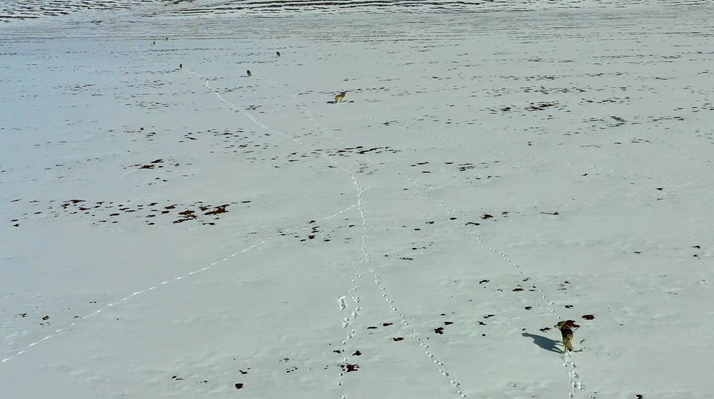 天地一色，狼群在雪地里不斷地向前奔跑。