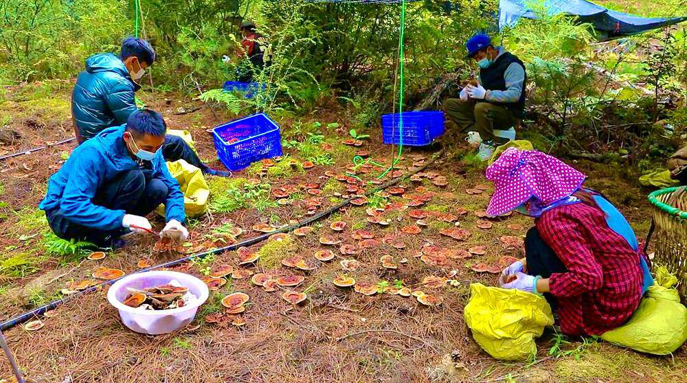 采摘靈芝。