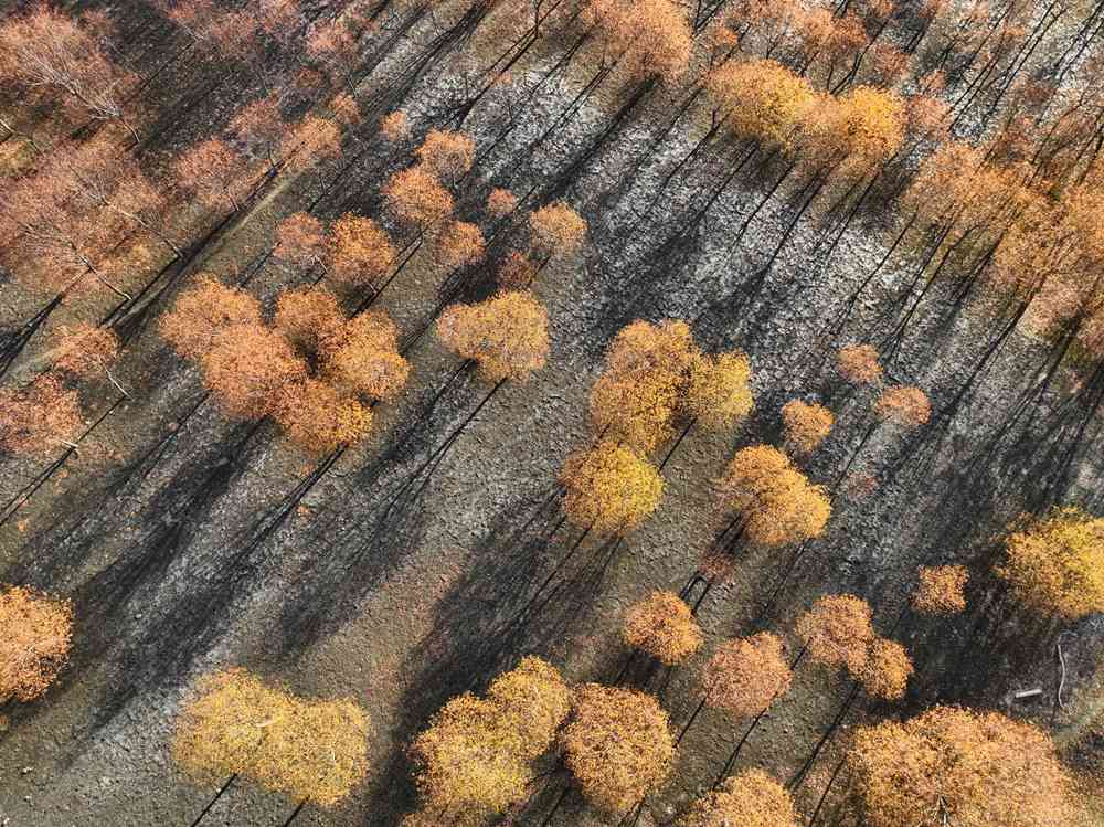 入冬時(shí)節(jié)，雅魯藏布江畔的樹(shù)林一片金黃。