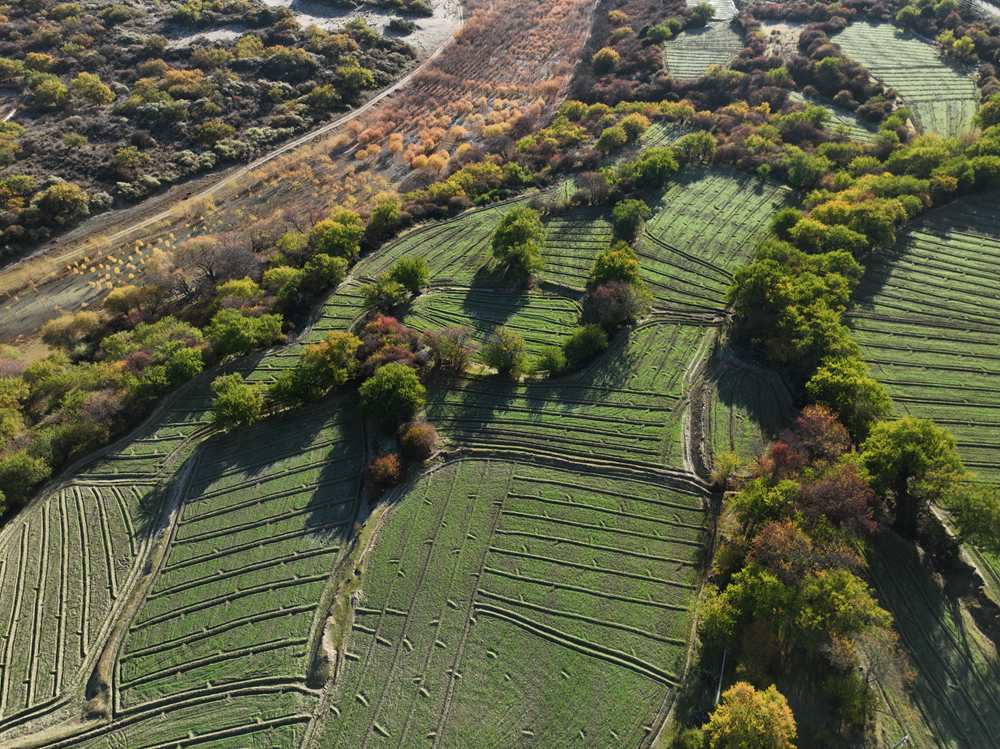 雅魯藏布江畔的高原梯田。