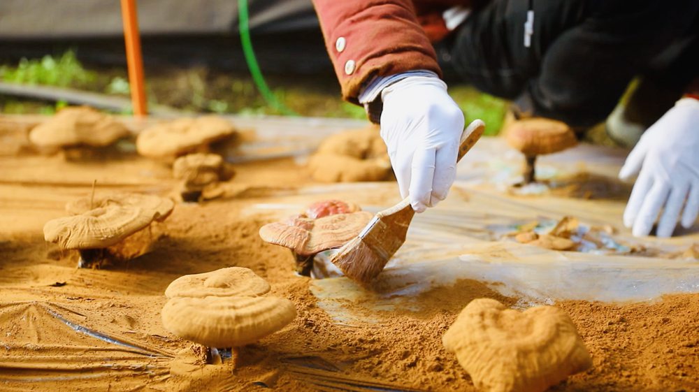 采收靈芝孢子粉。