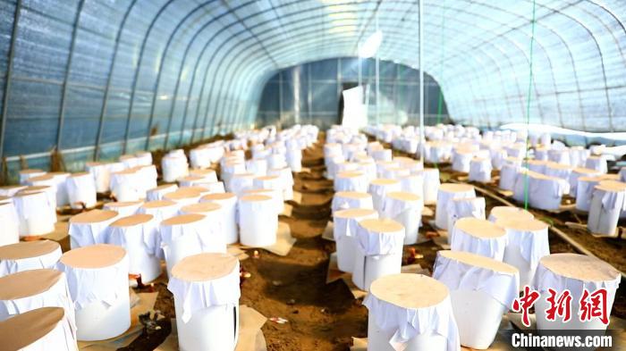 圖為靈芝套袋。　鄧巴 攝