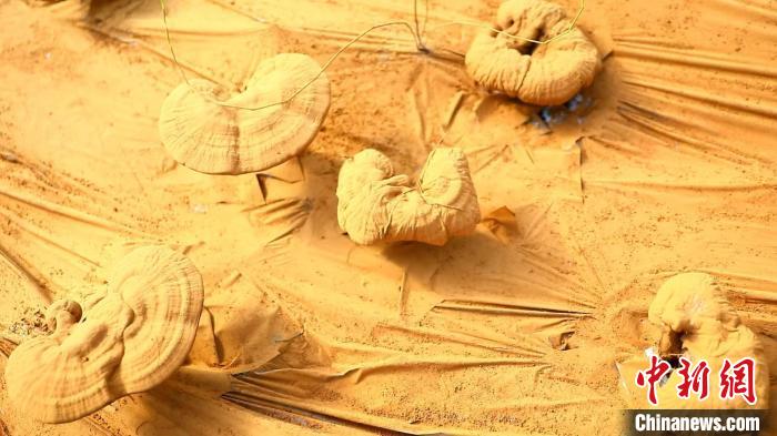 圖為靈芝基地內(nèi)孢子粉布滿塑料膜。　德吉 攝