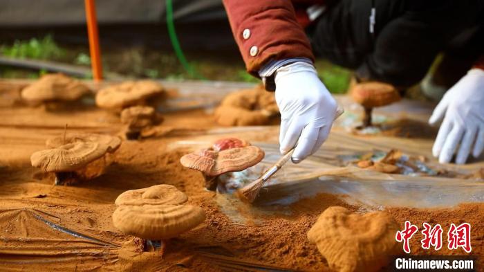 圖為農(nóng)民采收靈芝孢子粉?！〉录?攝