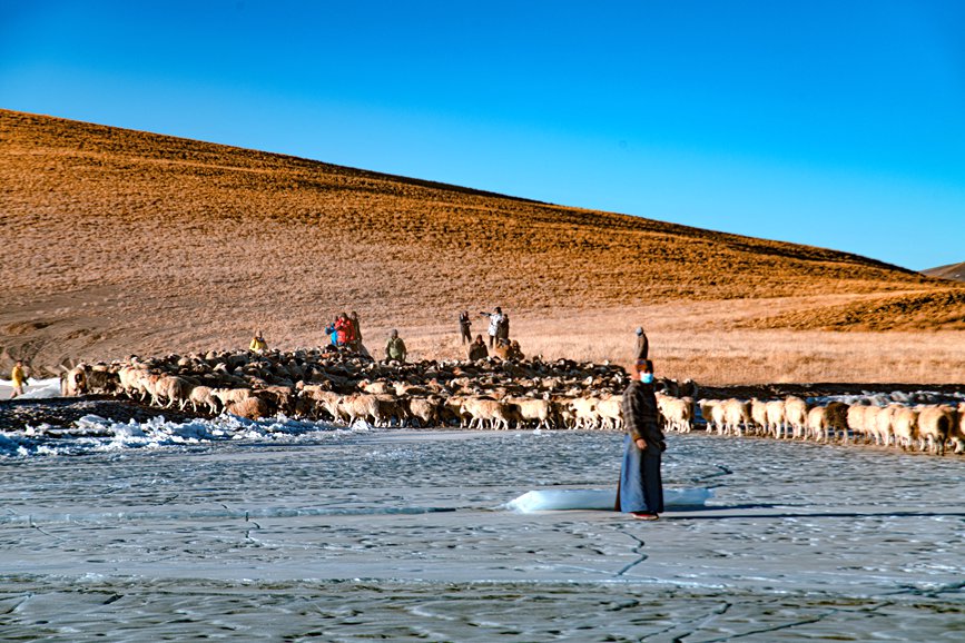 牧民趕著羊群，準備通過冰面。 覃穎華攝