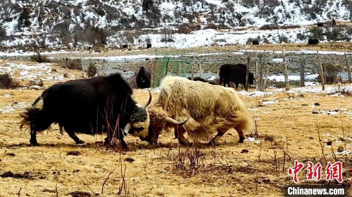 圖為角木那村生態(tài)散養(yǎng)的牦牛正在嬉戲?！“蜕Ｇ?　攝
