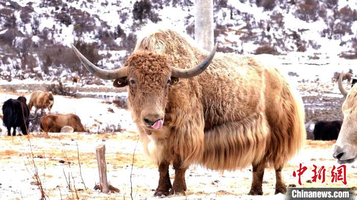 圖為角木那村生態(tài)散養(yǎng)的牦牛?！“蜕Ｇ?　攝