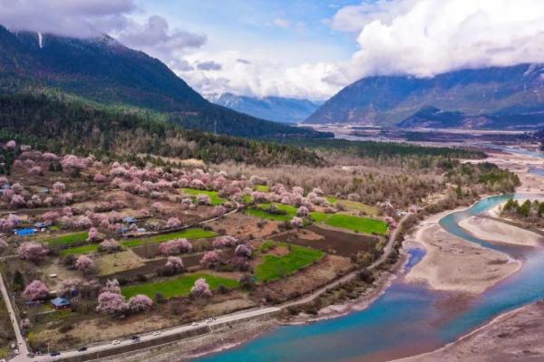 人間桃花源！林芝桃花有多絕？