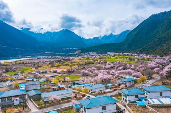 人間桃花源！林芝桃花有多絕？