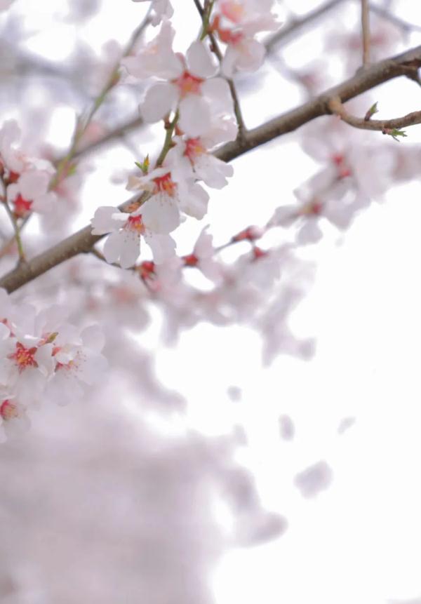 人間桃花源！林芝桃花有多絕？