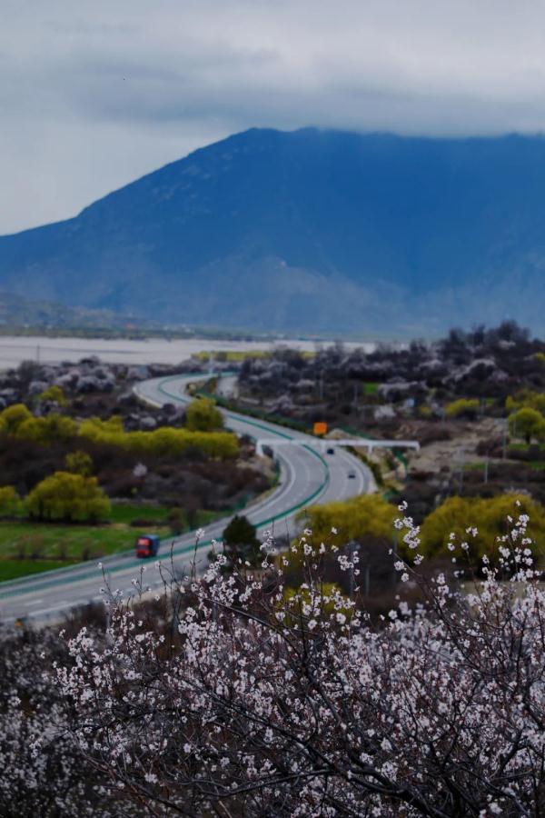 人間桃花源！林芝桃花有多絕？