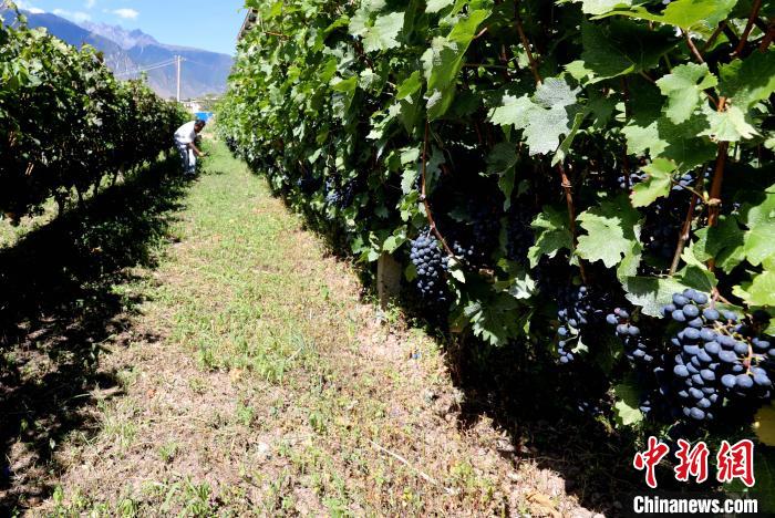 昌都芒康縣依托“兩江流域”干熱河谷地帶地理優(yōu)勢將康巴蜜橘、蘋果、甜石榴、葡萄、蜜桃等經(jīng)濟林木種植。　昌都市芒康縣委宣傳部供圖