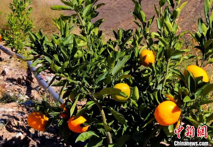 昌都芒康縣依托“兩江流域”干熱河谷地帶地理優(yōu)勢將康巴蜜橘、蘋果、甜石榴、葡萄、蜜桃等經(jīng)濟林木種植?！〔际忻⒖悼h委宣傳部供圖