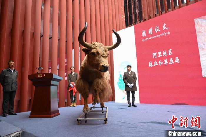 圖為阿里地區(qū)林草局捐贈的金絲野牦牛標(biāo)本。　趙朗 攝