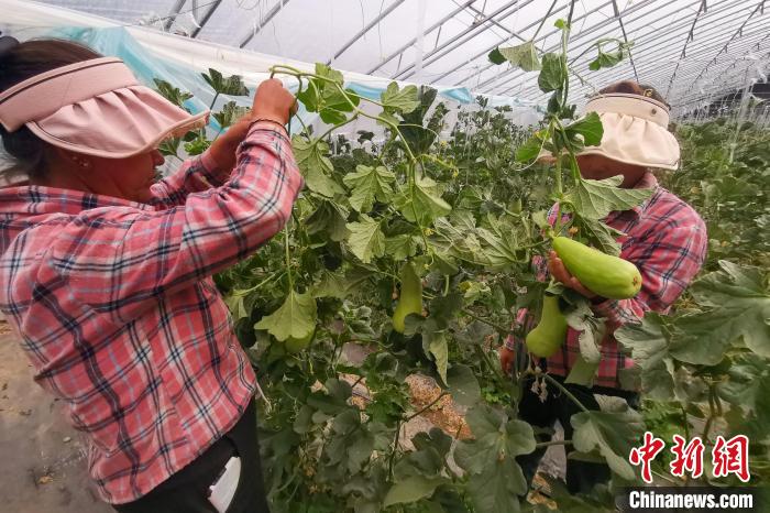 工作人員打理高原溫室大棚?！⒔ㄜ?攝