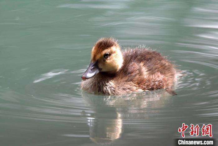 圖為6月22日，棲息在拉魯濕地的白眼潛鴨?！±盍?攝
