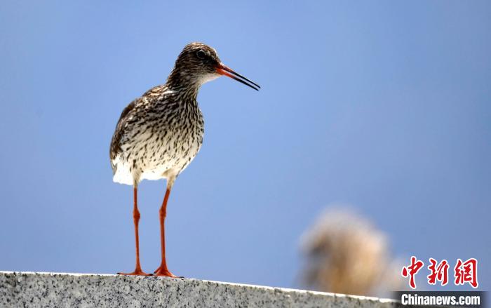 圖為6月22日，棲息在拉魯濕地的紅腳鷸?！±盍?攝