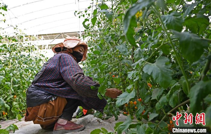 圖為巴珍在地里勞作?！≮w朗 攝