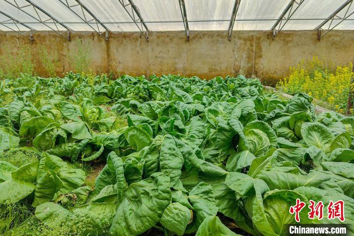 公珠湖執(zhí)勤點的大棚蔬菜，種菜是該執(zhí)勤點輪換民警們的日常?！↓埿▲P 攝