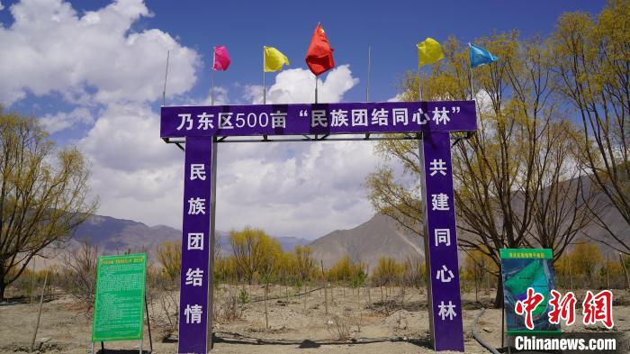 圖為“民族團(tuán)結(jié)同心林”項(xiàng)目?！∧藮|融媒供圖