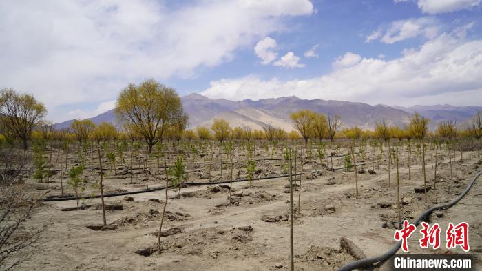 圖為位于乃東區(qū)雅魯藏布江河畔的“民族團(tuán)結(jié)同心林”已初具雛形。　乃東融媒供圖