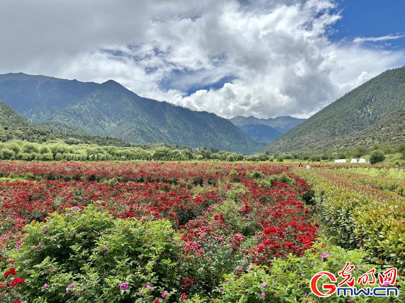 我們的家園丨工布花谷：高原花開香飄全國，產(chǎn)業(yè)經(jīng)濟增收致富
