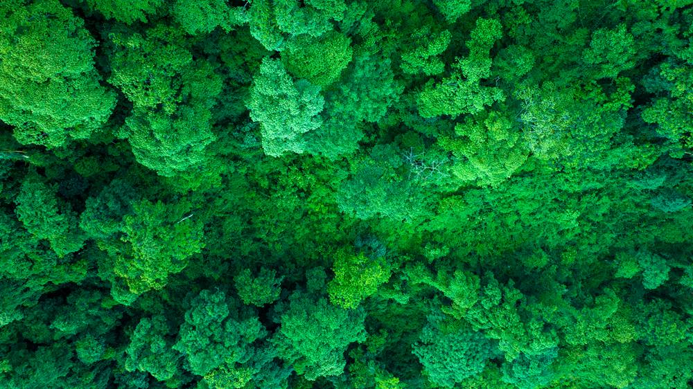 森林覆蓋率達到50%以上，滿目皆綠。益西曲批攝