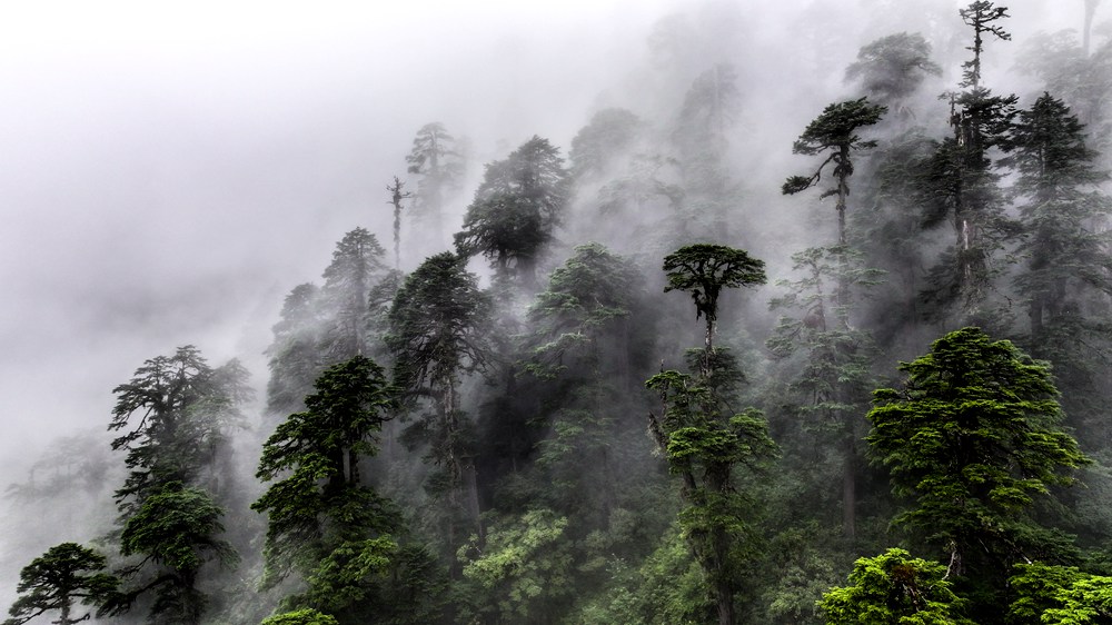 水霧蒸騰，滿目皆綠。張澤坤攝