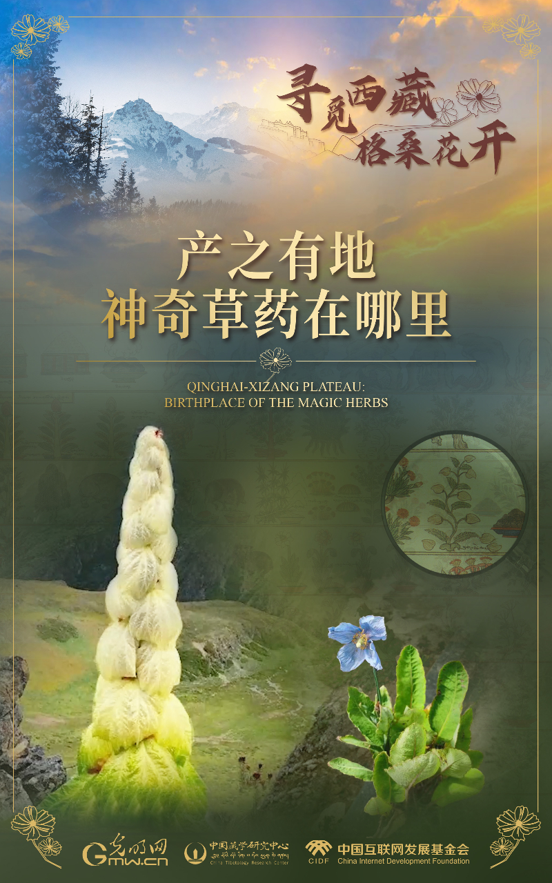 【尋覓西藏·格?；ㄩ_】產(chǎn)之有地：神奇草藥在哪里