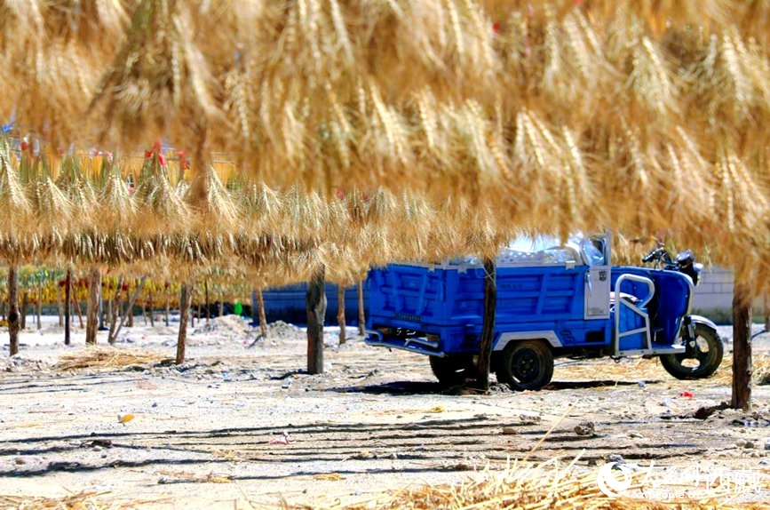 金燦燦的秋天，都是收獲。  人民網(wǎng) 李海霞攝