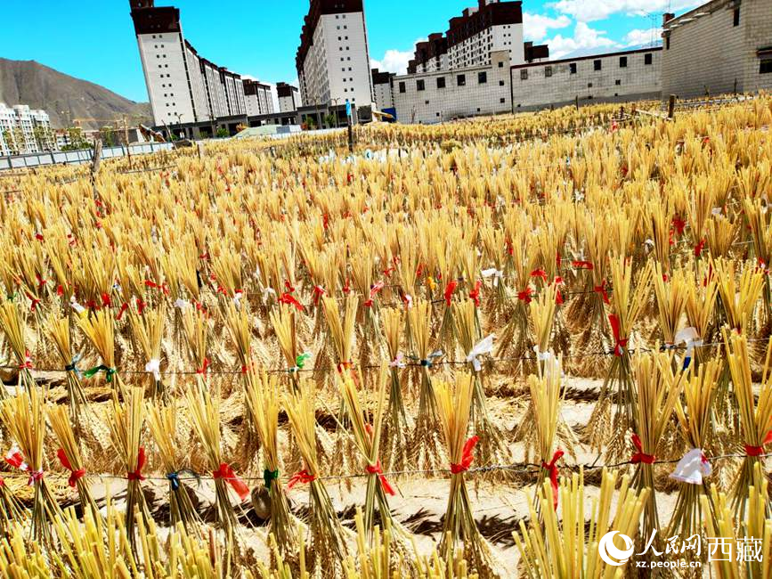 整個(gè)村莊沉浸在收獲的喜悅中。人民網(wǎng) 李海霞攝