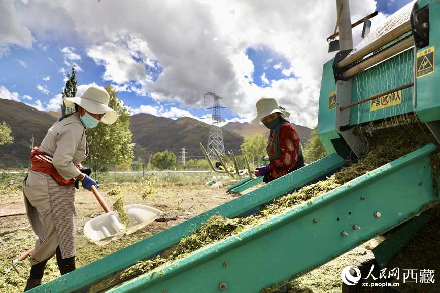 曲水茶巴拉村民正在包裝青飼玉米。人民網(wǎng)記者 次仁羅布攝