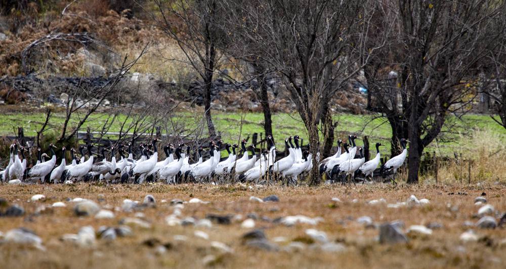 黑頸鶴在濕地上閑庭信步。索多攝
