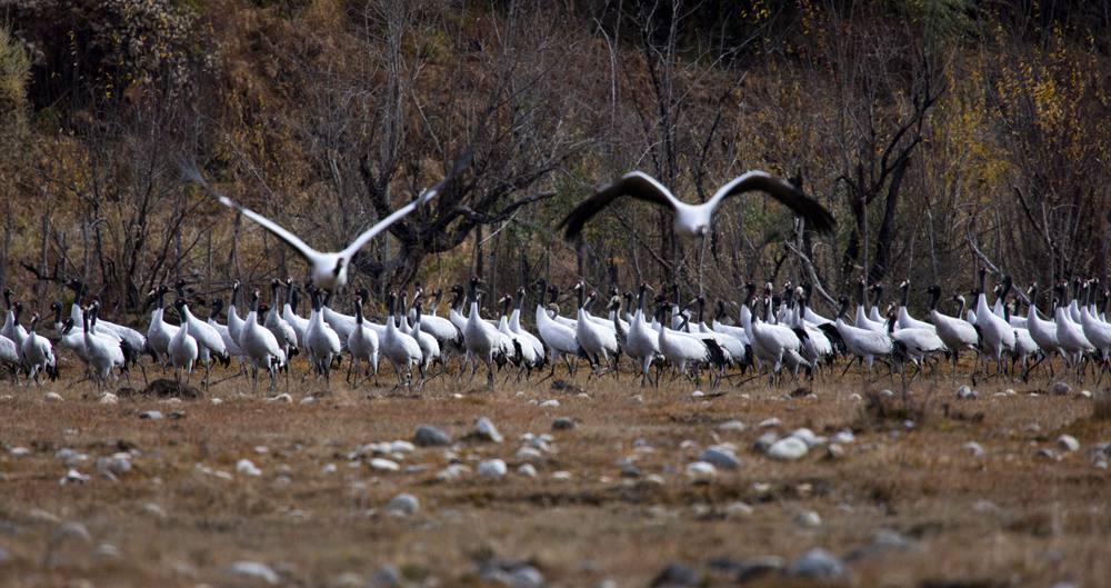 黑頸鶴蹁躚起舞美如畫。索多攝