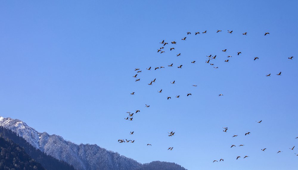黑頸鶴在天空中自由翱翔。索多攝