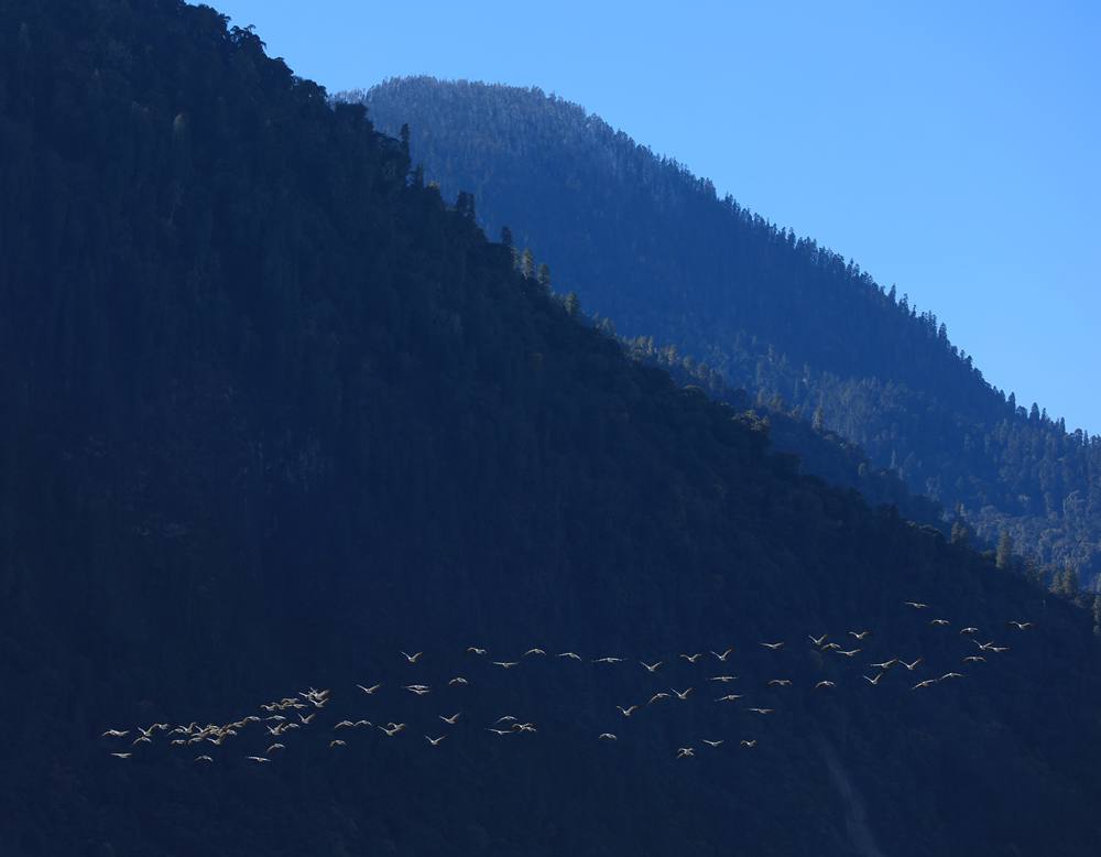 黑頸鶴在天空中自由翱翔。益西旦增攝