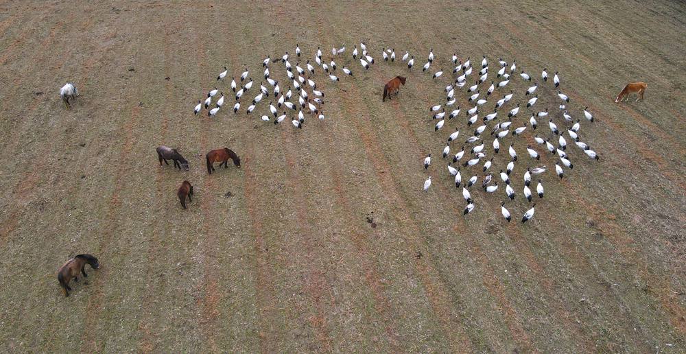 覓食中的黑頸鶴。益西旦增攝
