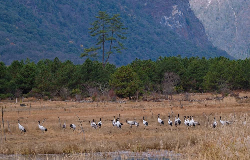 覓食中的黑頸鶴。扎頓攝