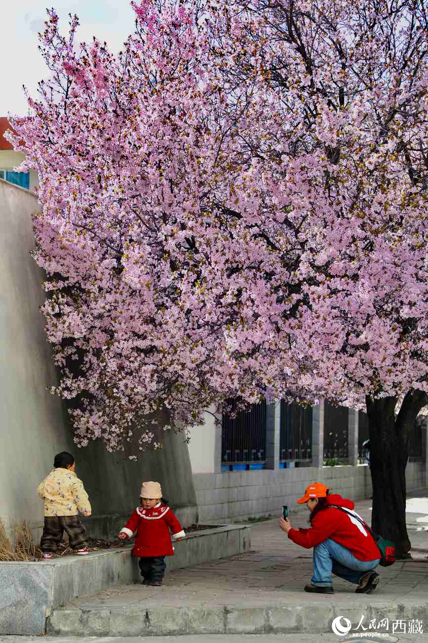 桃林下，拉薩市民游客樂享春光。人民網(wǎng)記者 次仁羅布攝